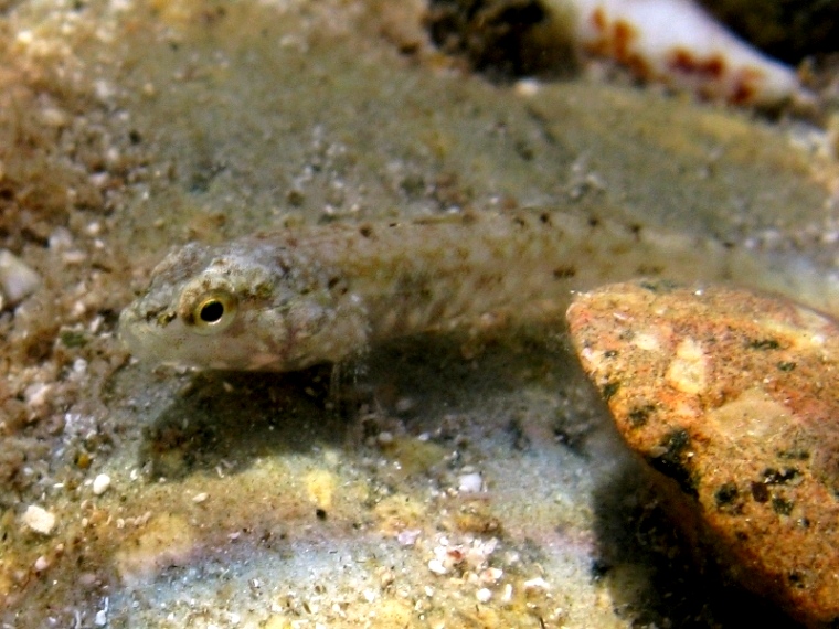 juvenile Gobius cobitis